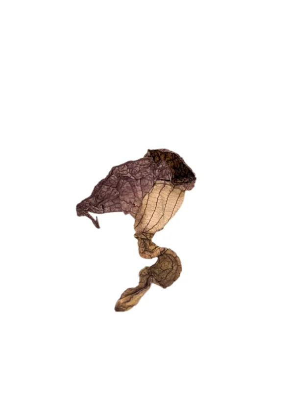 DUCKFLOWER 100% Wildcrafted Palo de Guaco (DETOX) - Image 2