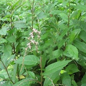 Anamu / Guinea Hen Weed