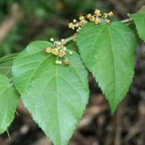 Cablote (Mutamba)