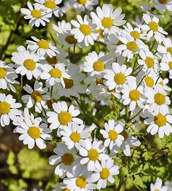 Feverfew