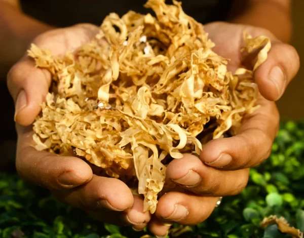 Raw Gold Peru Sea Moss (Chondrus Crispus) - Image 2