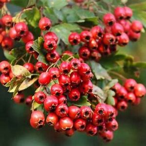 Hawthorn Berry